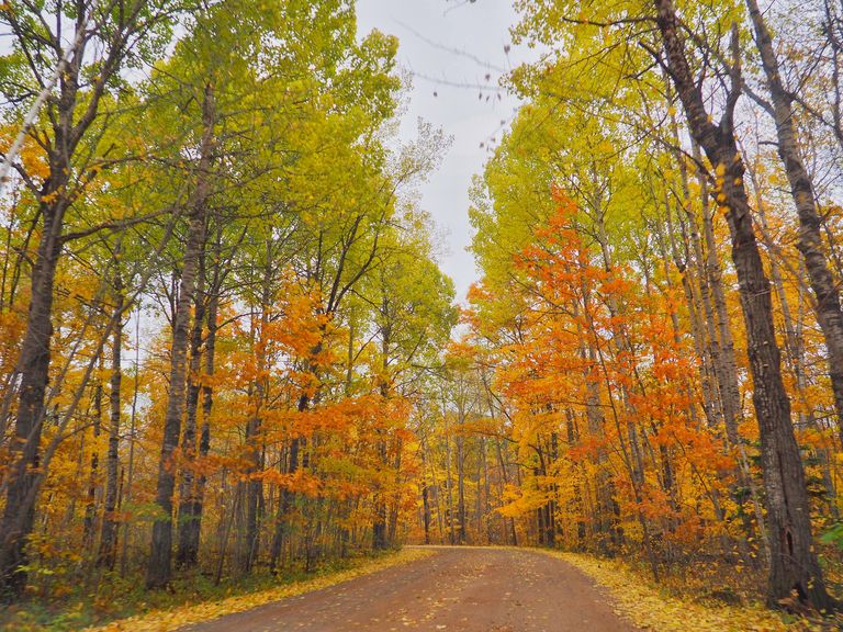 minnesota fall foliage