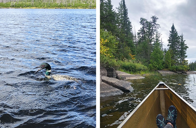 a loon in the water at Boundary Waters Canoe Area Wilderness