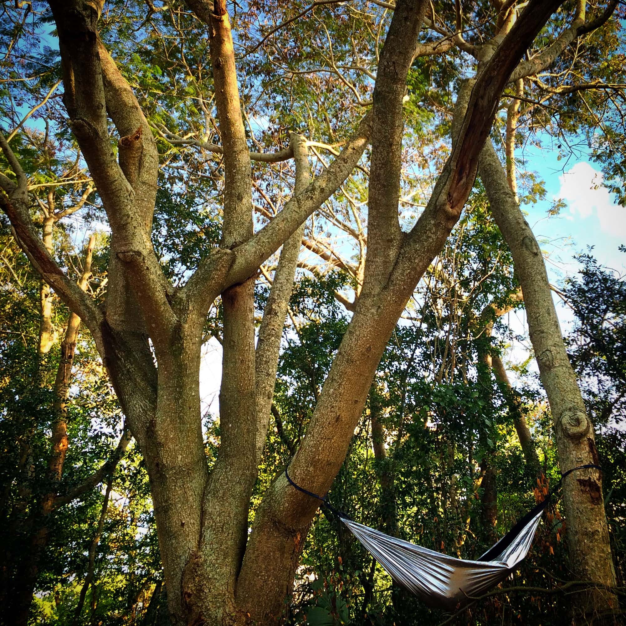 The Best Places to Hammock in Florida HammockLiving
